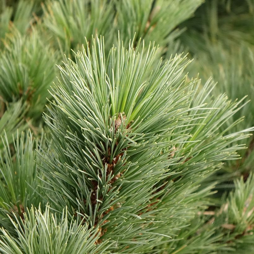 Pinus strobus Secrest - Weymouthden (Blad)