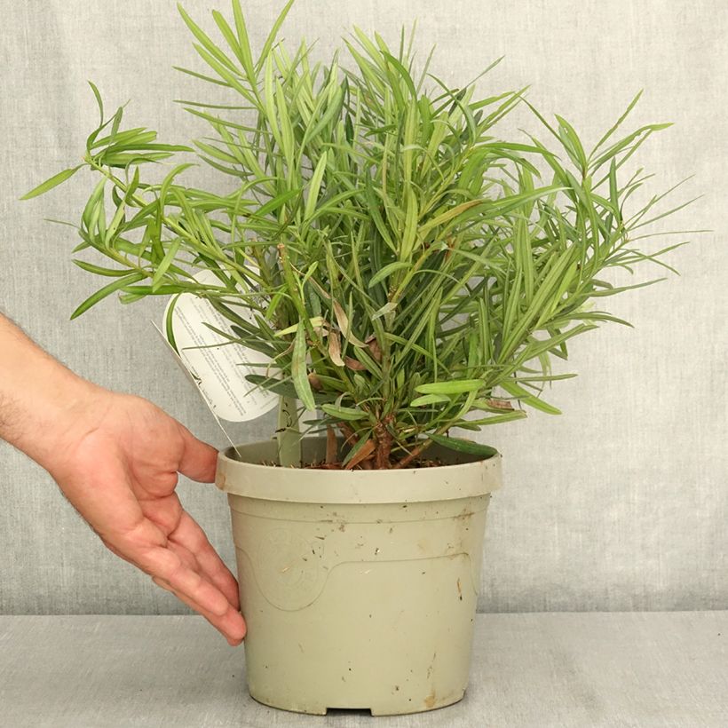 Exemplaar van Podocarpus macrophyllus Mood Ring - Japanse boeddahden Pot van 3 l/4 l zoals geleverd in de zomer