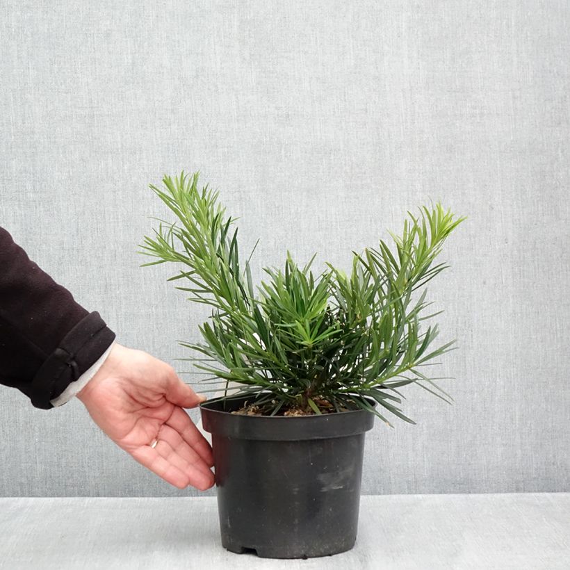 Exemplaar van Podocarpus macrophyllus - Japanse boeddahden Pot van 2 l/3 l zoals geleverd in de herfst