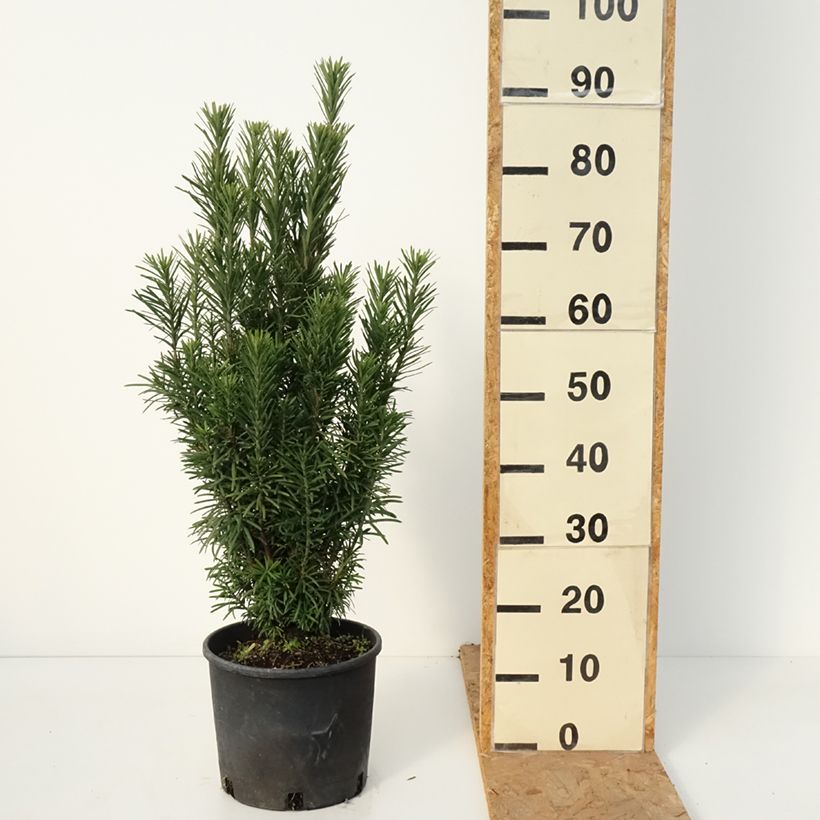Exemplaar van Cephalotaxus harringtonia Fastigiata - Knoptaxus Pot van 4 l/5 l zoals geleverd in de herfst