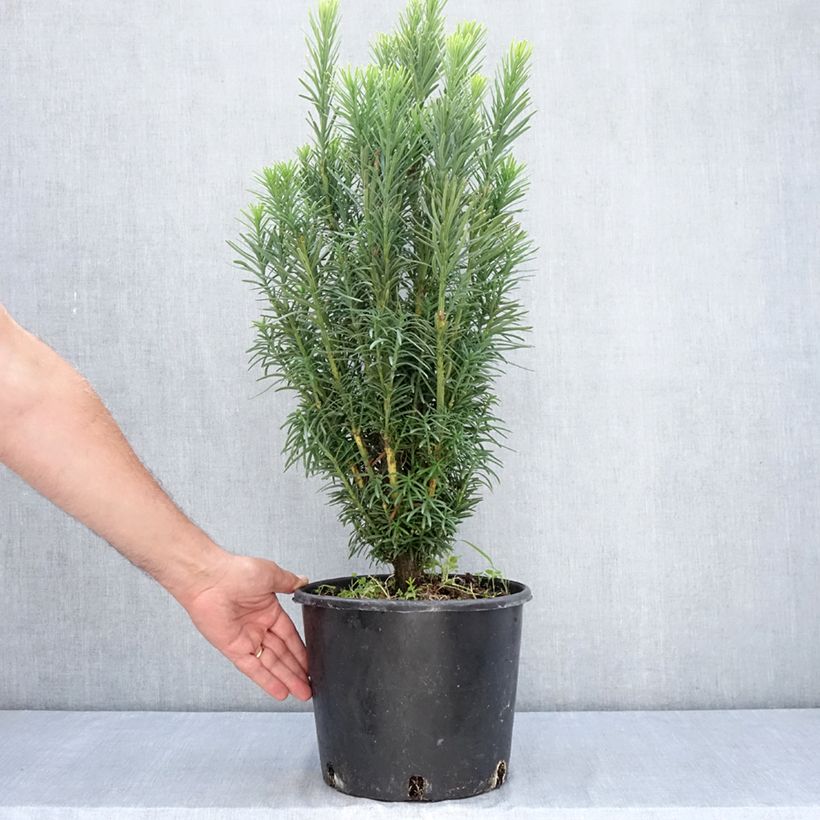 Exemplaar van Cephalotaxus harringtonia Fastigiata - Knoptaxus Pot van 7,5 l/10 l zoals geleverd in de zomer