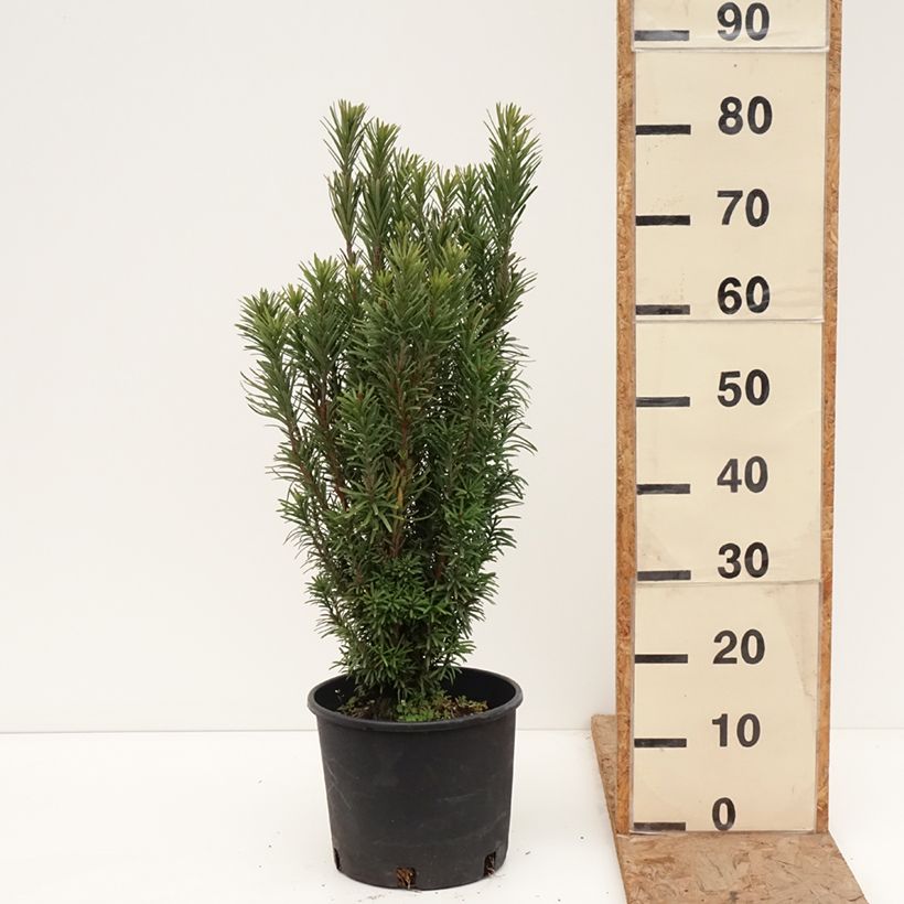 Example of Cephalotaxus harringtonia Fastigiata - Knoptaxus Pot van 7,5 l/10 l as you get in hiver
