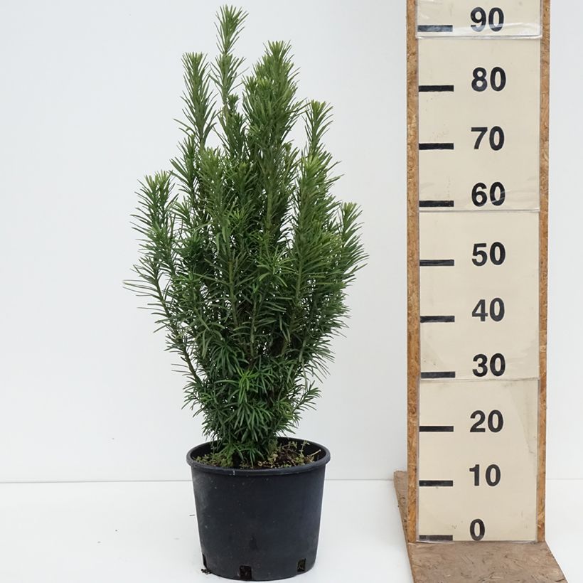 Exemplaar van Cephalotaxus harringtonia Fastigiata - Knoptaxus Pot van 7,5 l/10 l zoals geleverd in de lente