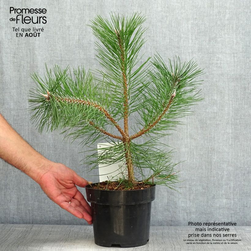 Exemplaar van Pinus nigra nigra - Zwarte den Pot van 2 l/3 l zoals geleverd in de zomer