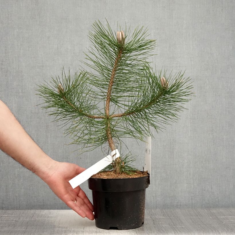 Example of Pinus nigra nigra - Zwarte den Pot van 2 l/3 l as you get in printemps