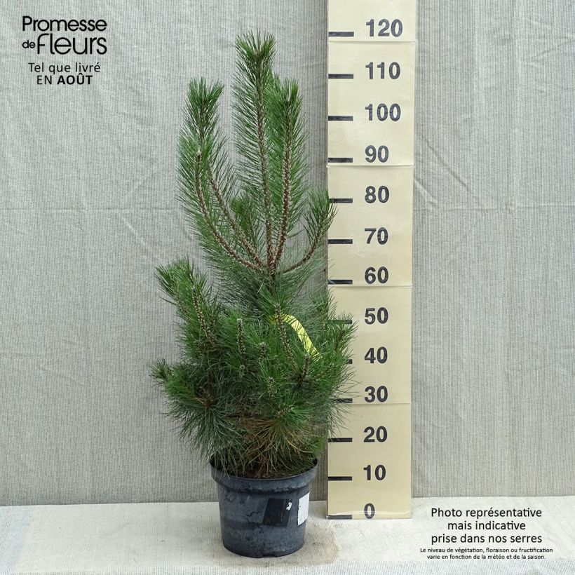 Exemplaar van Pinus nigra nigra - Zwarte den Pot van 7,5 l/10 l zoals geleverd in de zomer