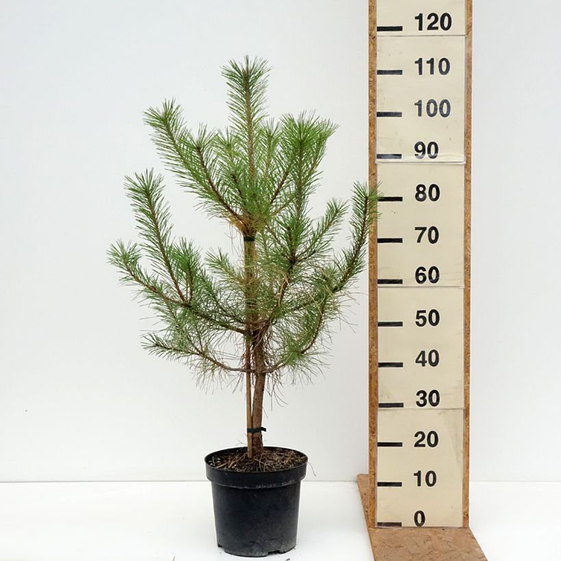 Exemplaar van Pinus nigra nigra - Zwarte den Pot van 7,5 l/10 l zoals geleverd in de herfst