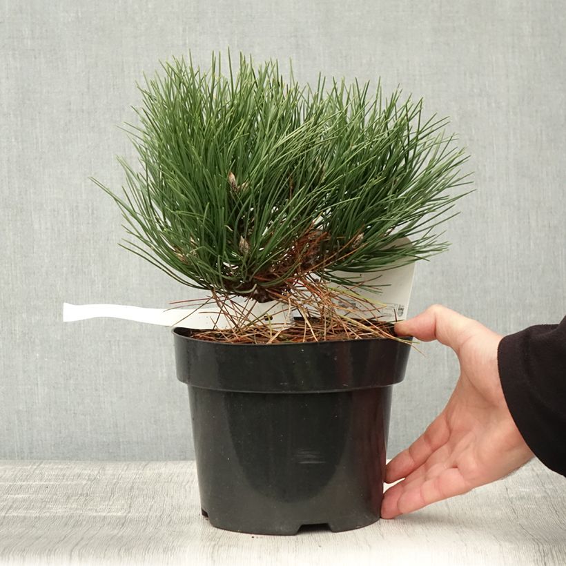 Exemplaar van Pinus nigra Nana - Zwarte den Pot van 2 l/3 l zoals geleverd in de herfst