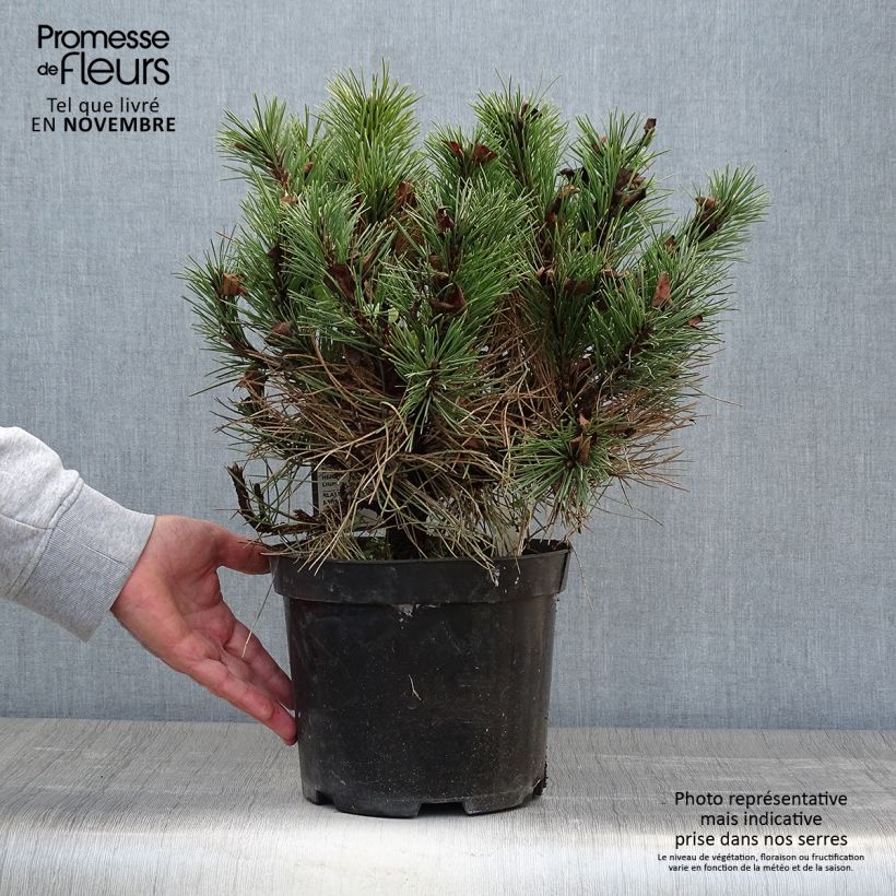 Exemplaar van Pinus nigra Nana - Zwarte den Pot van 7,5 l/10 l zoals geleverd in de herfst