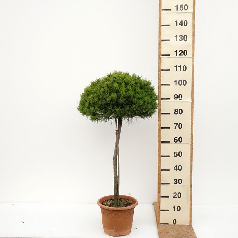 Exemplaar van Pinus nigra Marie Brégeon - Zwarte den Pot van 7,5 l/10 l, Half-hoge stam zoals geleverd in de herfst