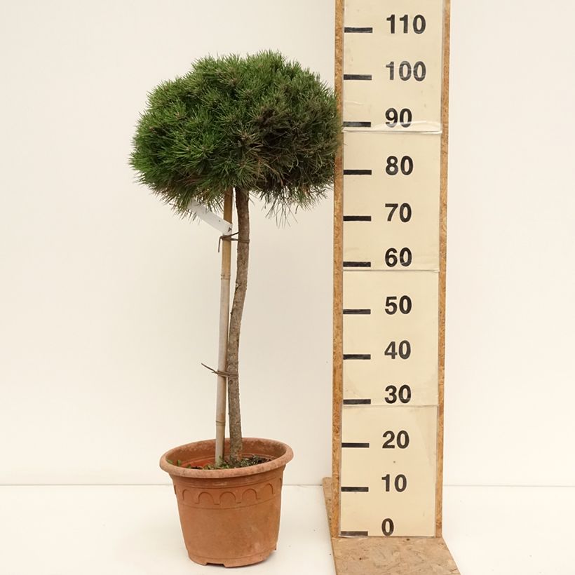 Exemplaar van Pinus nigra Marie Brégeon - Zwarte den Pot van 7,5 l/10 l, Half-hoge stam zoals geleverd in de zomer