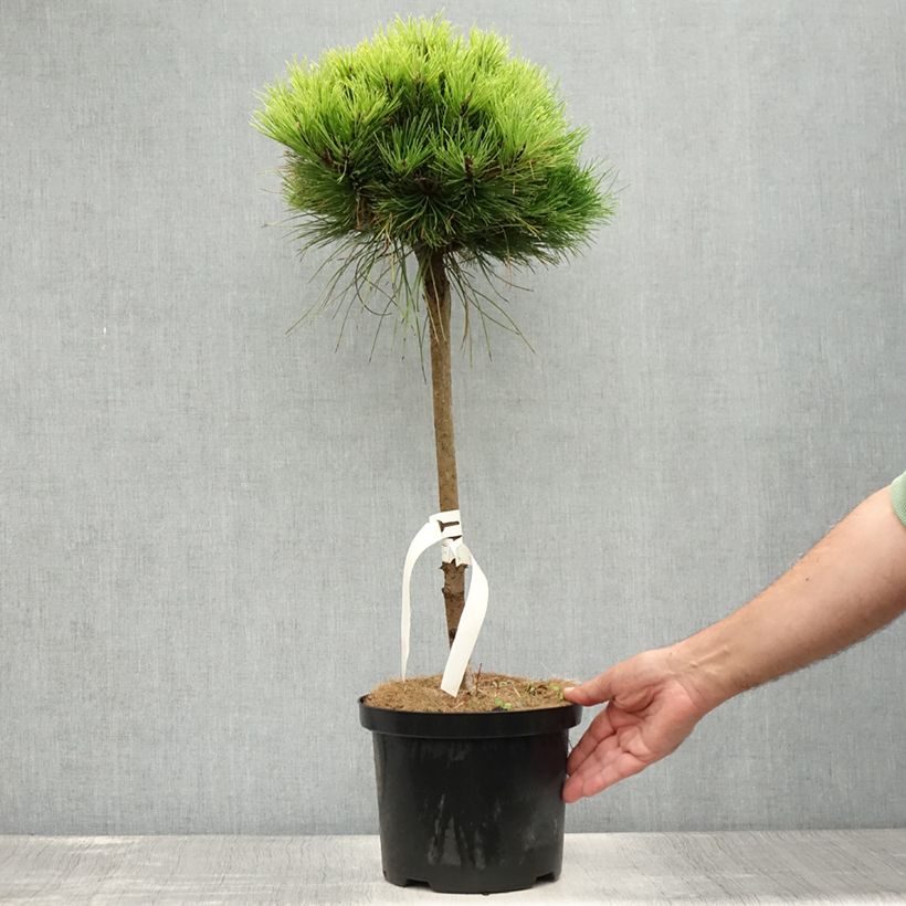 Exemplaar van Pinus nigra Marie Brégeon - Zwarte den Pot van 4 l/5 l, Stengel zoals geleverd in de zomer