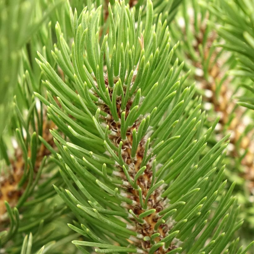 Pinus nigra Oregon Green - Zwarte den (Blad)