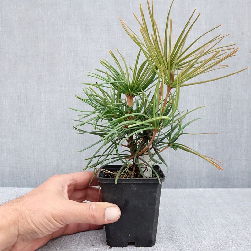 Exemplaar van Sciadopitys verticillata - Parasolden Japan Kweekpotje van 8/9 cm zoals geleverd in de herfst