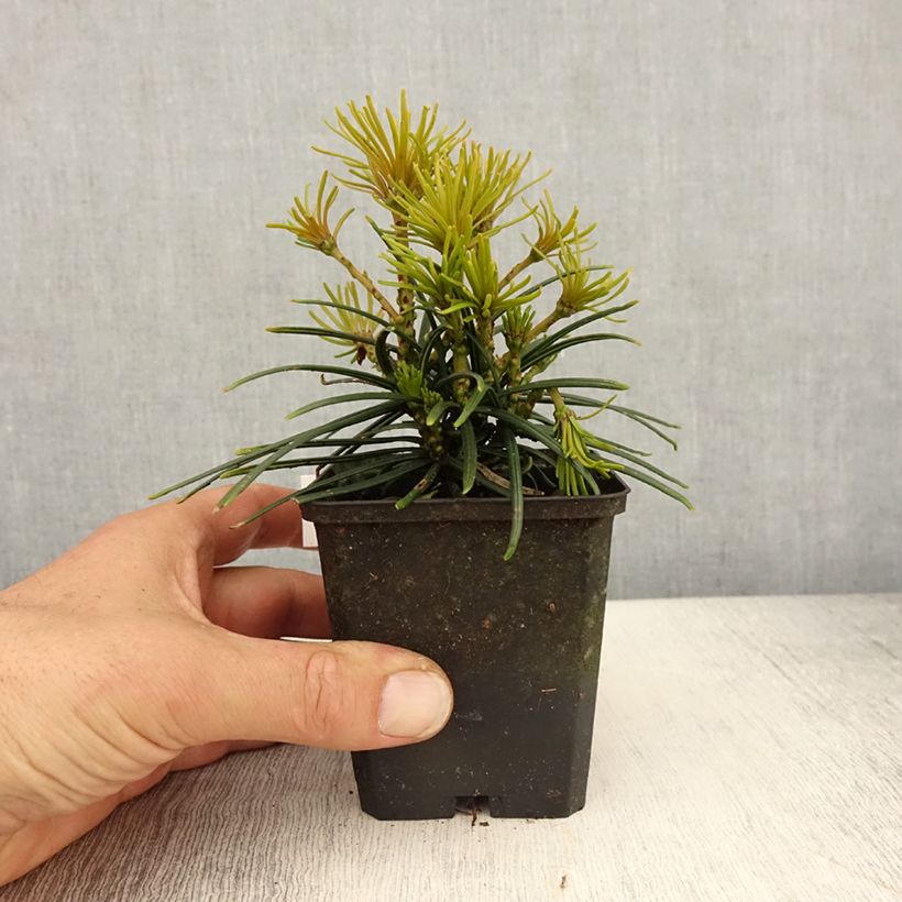 Exemplaar van Sciadopitys verticillata - Parasolden Japan Kweekpotje van 8/9 cm zoals geleverd in de lente