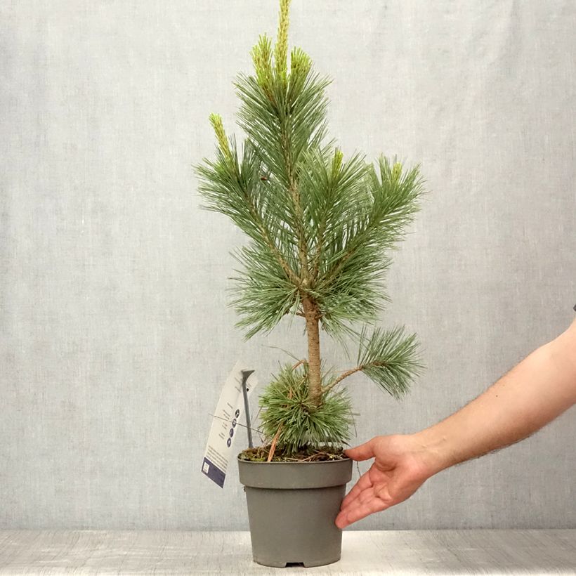 Exemplaar van Pinus flexilis Vanderwolf's Pyramid - Buigzame den Pot van 2 l/3 l zoals geleverd in de zomer