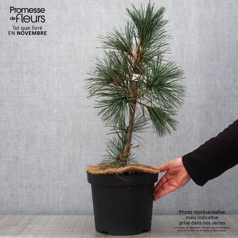 Exemplaar van Pinus flexilis Vanderwolf's Pyramid - Buigzame den Pot van 7,5 l/10 l zoals geleverd in de herfst