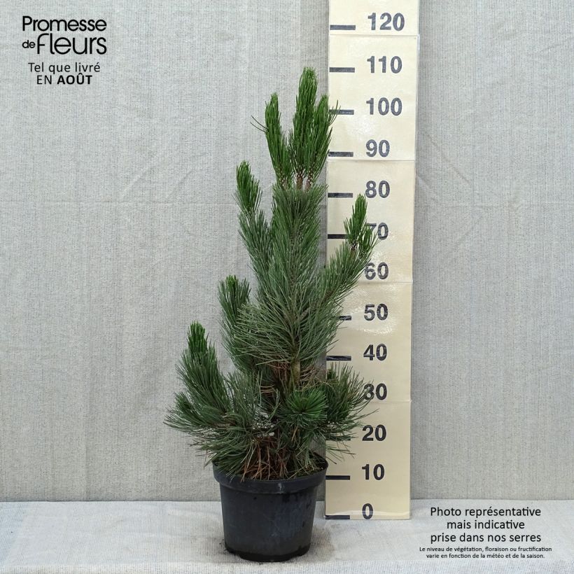 Exemplaar van Pinus heldreichii Satellit - Bosnische den Pot van 7,5 l/10 l zoals geleverd in de zomer