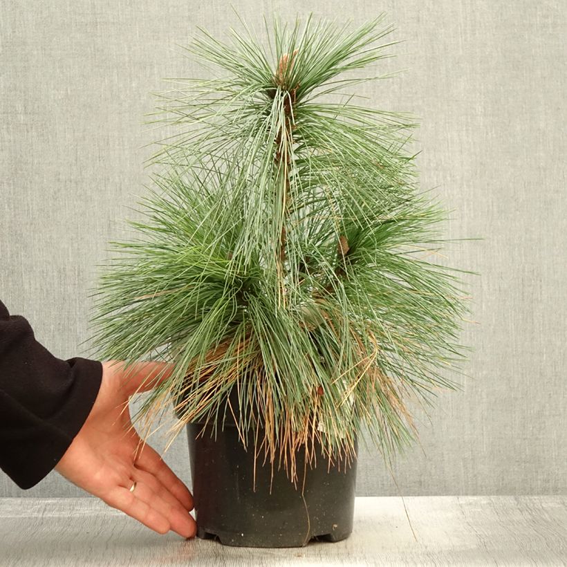 Exemplaar van Pin - Pinus schwerinii Wiethorst Pot de 2L/3L zoals geleverd in de herfst