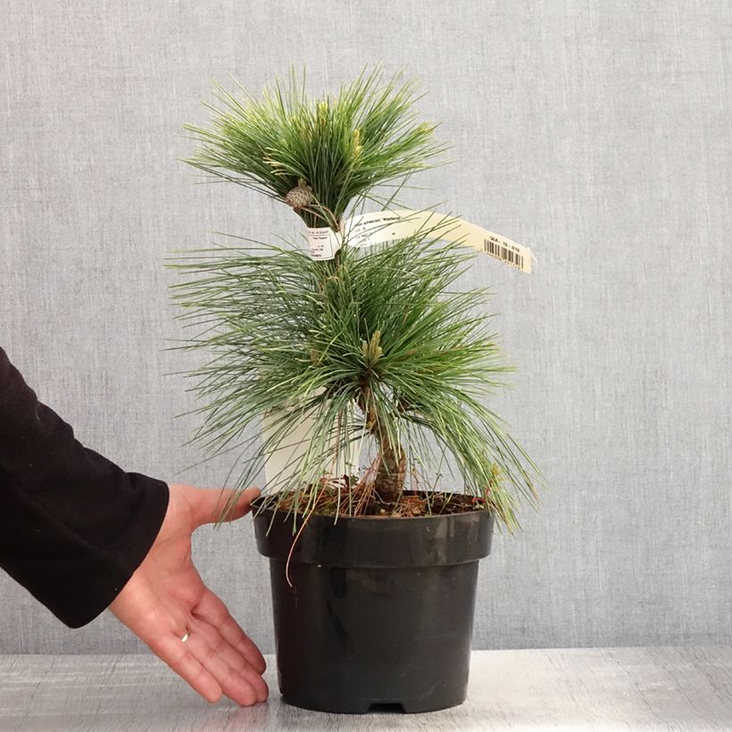 Example of Pinus schwerinii Wiethorst - Schwerin-den Pot van 2 l/3 l as you get in printemps