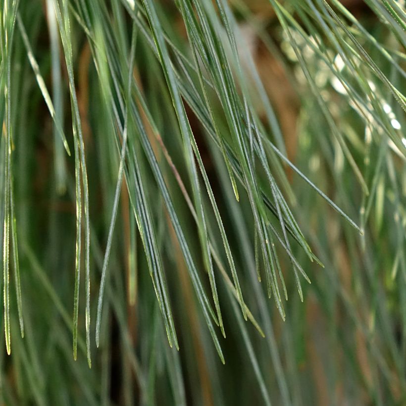 Pinus schwerinii Wiethorst - Schwerin-den (Blad)