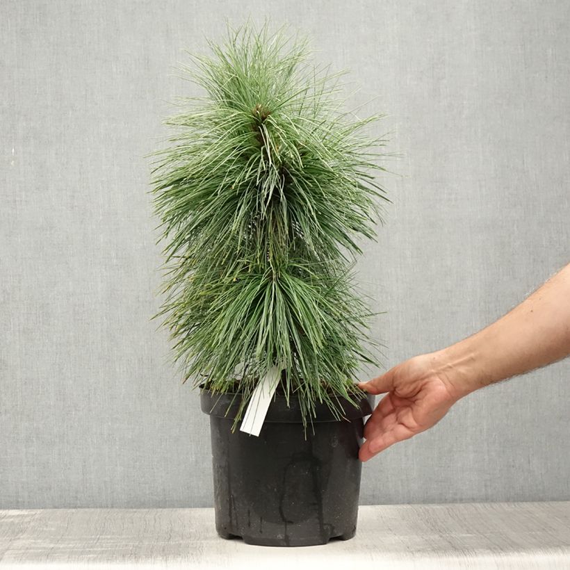 Exemplaar van Pinus schwerinii Wiethorst - Schwerin-den Pot van 7,5 l/10 l zoals geleverd in de zomer