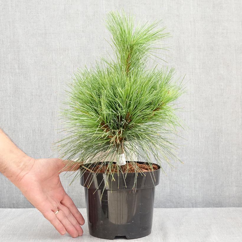 Exemplaar van Pinus schwerinii Wiethorst - Schwerin-den Pot van 2 l/3 l zoals geleverd in de zomer