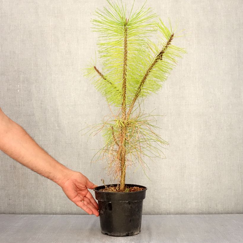 Exemplaar van Pinus ponderosa - Gele den Pot van 3 l/4 l zoals geleverd in de zomer