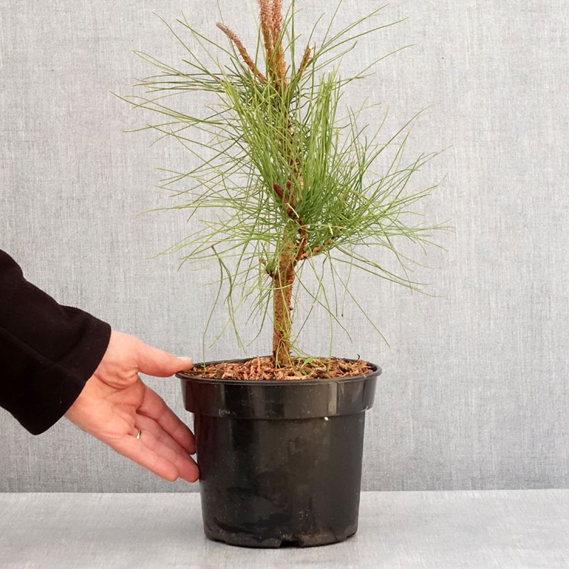 Exemplaar van Pin ponderosa - Pinus ponderosa Pot de 3L/4L zoals geleverd in de winter