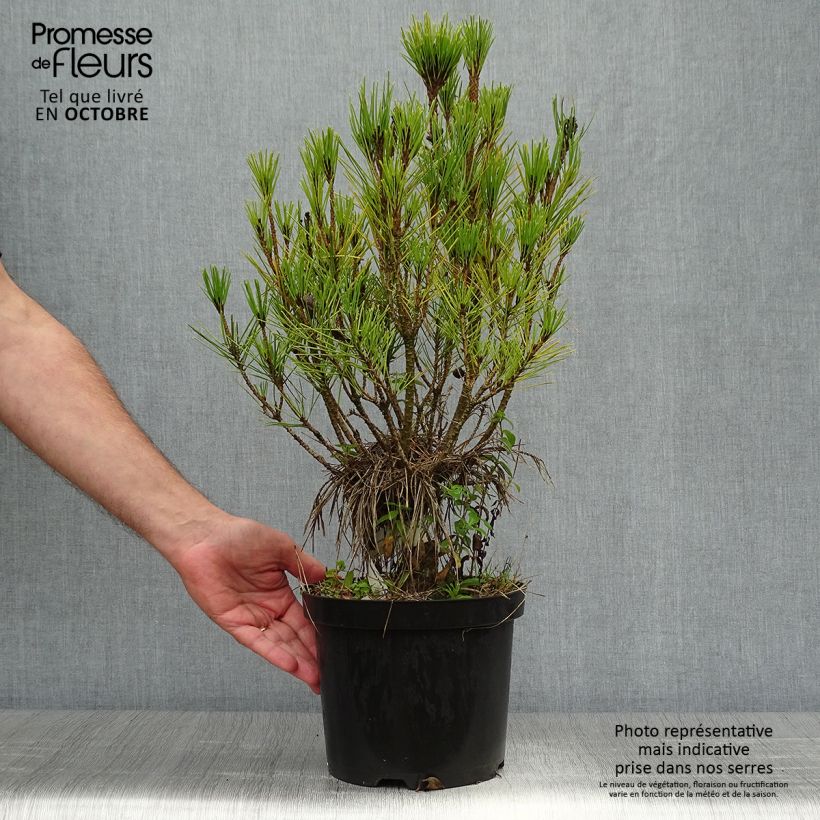 Exemplaar van Pinus densiflora Alice Verkade - Japanse rode den Pot van 4 l/5 l zoals geleverd in de herfst
