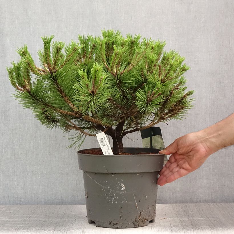 Exemplaar van Pinus densiflora Low Glow - Japanse rode den Pot van 7,5 l/10 l zoals geleverd in de zomer