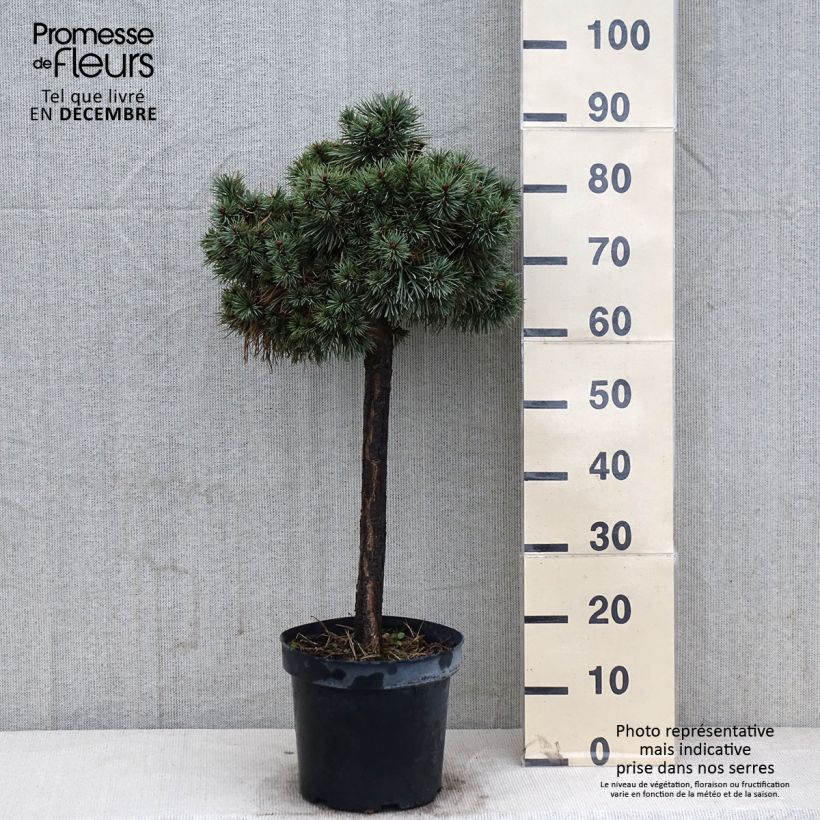 Exemplaar van Pinus sylvestris Doone Valley - Grove den Pot van 7,5 l/10 l, Half-hoge stam zoals geleverd in de herfst