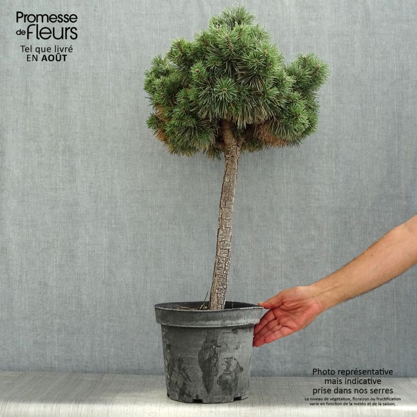 Exemplaar van Pinus sylvestris Doone Valley - Grove den Pot van 7,5 l/10 l, Half-hoge stam zoals geleverd in de zomer