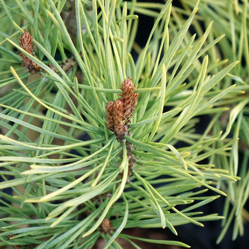 Pinus sylvestris Wintergold - Grove den (Blad)
