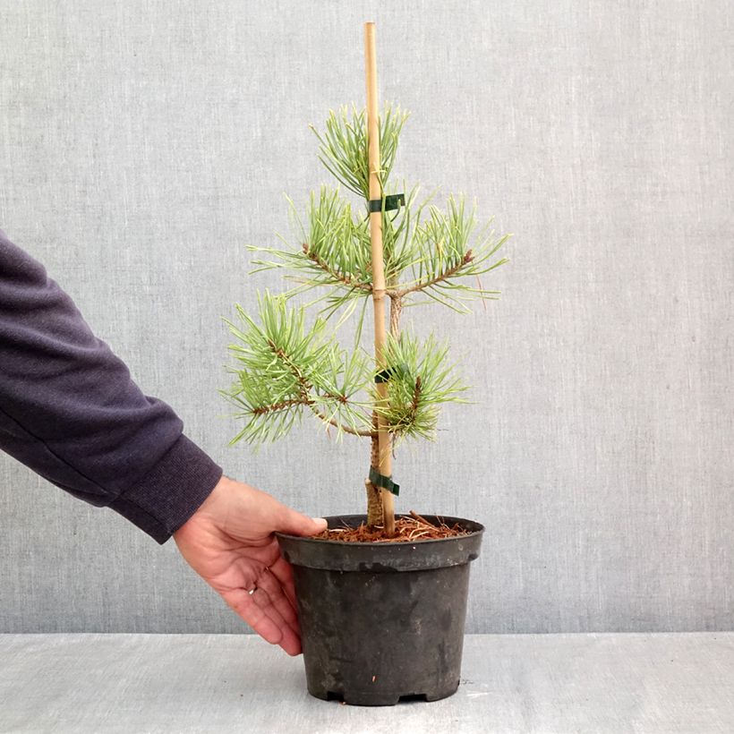 Exemplaar van Pinus sylvestris Wintergold - Grove den Pot van 3 l/4 l zoals geleverd in de herfst