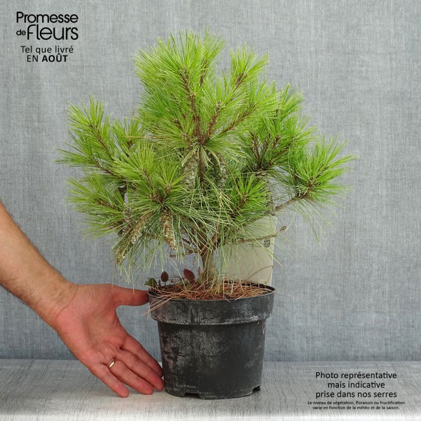Exemplaar van Pinus strobus Blue Shag - Weymouthden Pot van 2 l/3 l zoals geleverd in de zomer
