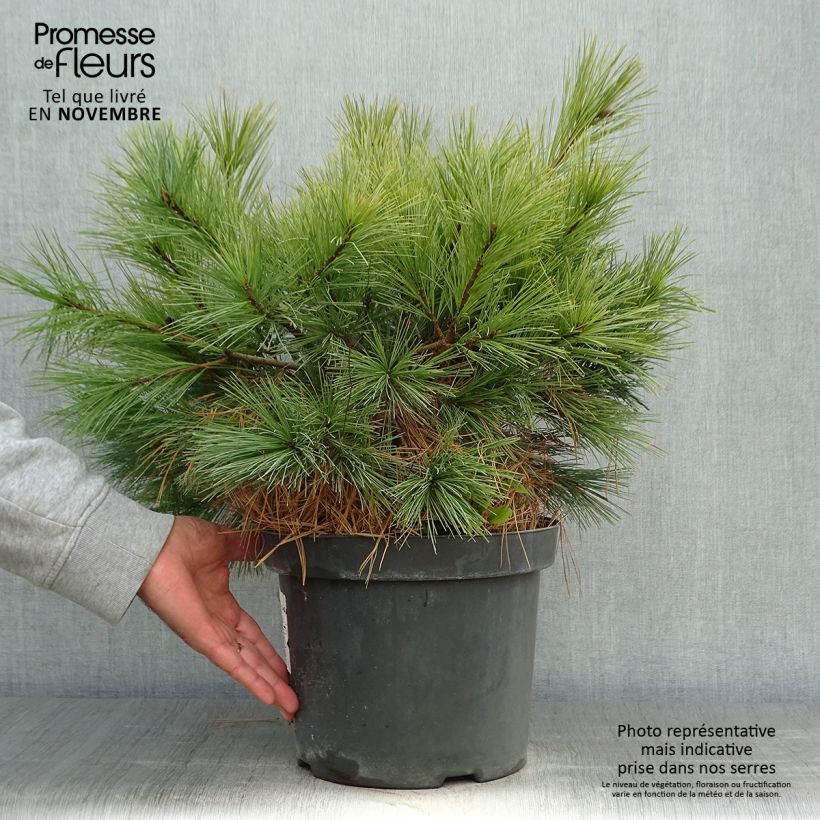 Exemplaar van Pin Weymouth - Pinus strobus Blue Shag Pot de 7,5L/10L zoals geleverd in de herfst