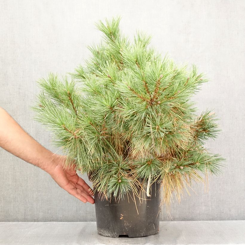 Exemplaar van Pinus strobus Blue Shag - Weymouthden Pot van 7,5 l/10 l zoals geleverd in de zomer