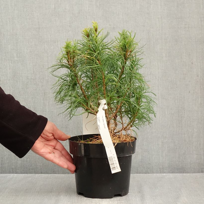 Exemplaar van Pinus strobus Tiny Kurls - Weymouthden Pot van 2 l/3 l zoals geleverd in de herfst