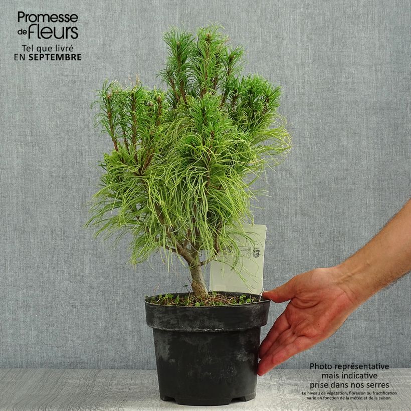 Exemplaar van Pinus strobus Tiny Kurls - Weymouthden Pot van 2 l/3 l zoals geleverd in de zomer
