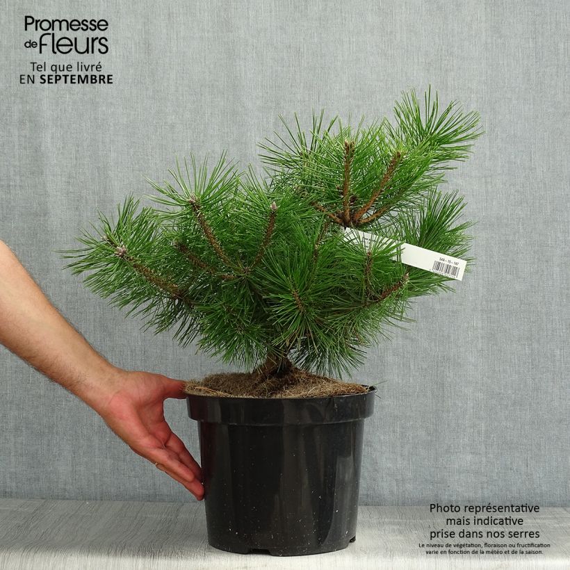 Exemplaar van Pinus densiflora Jane Kluis - Japanse rode den Pot van 7,5 l/10 l zoals geleverd in de zomer
