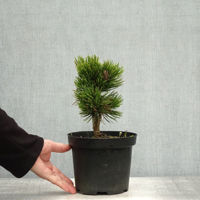 Exemplaar van Pinus heldreichii Schmidtii - Bosnische den Pot van 2 l/3 l zoals geleverd in de herfst