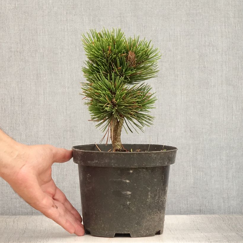 Exemplaar van Pinus heldreichii Schmidtii - Bosnische den Pot van 2 l/3 l zoals geleverd in de zomer