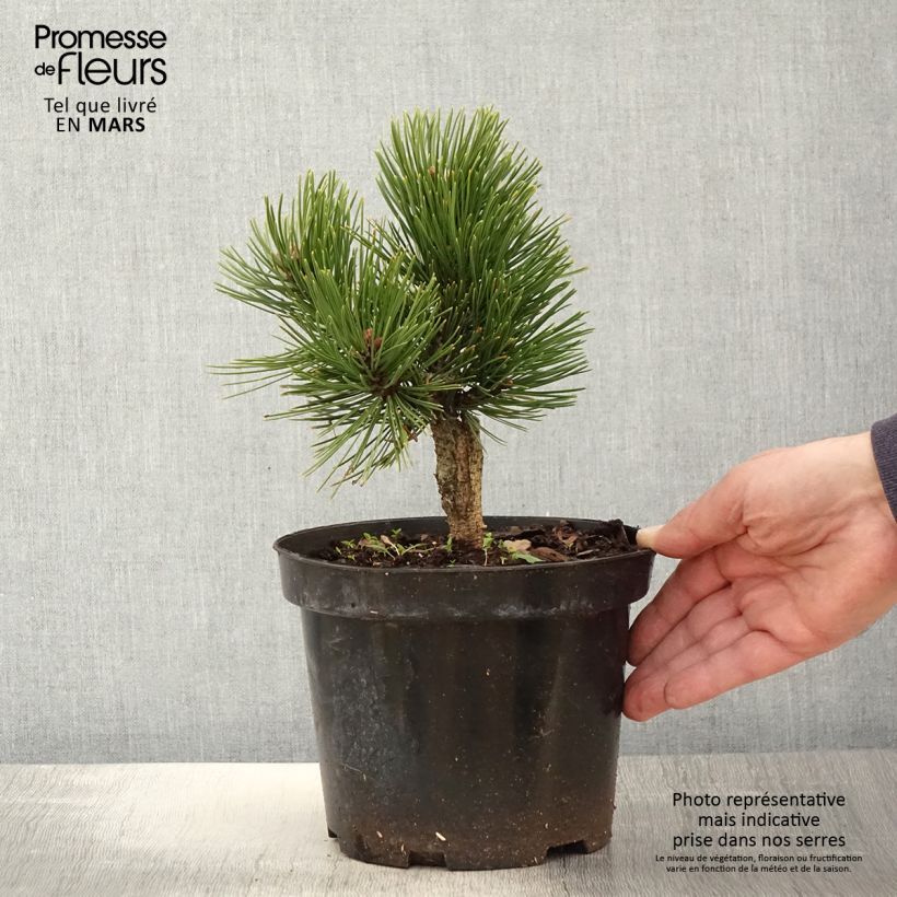 Exemplaar van Pinus heldreichii Schmidtii - Bosnische den Pot van 2 l/3 l zoals geleverd in de lente