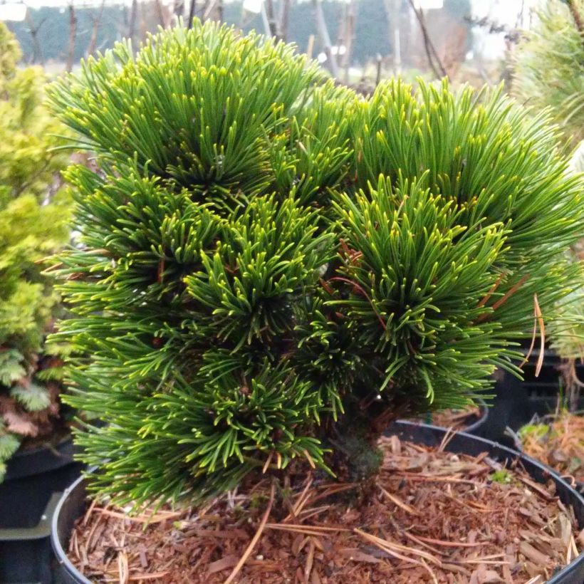 Pinus heldreichii Schmidtii - Bosnische den (Groeiplaats)