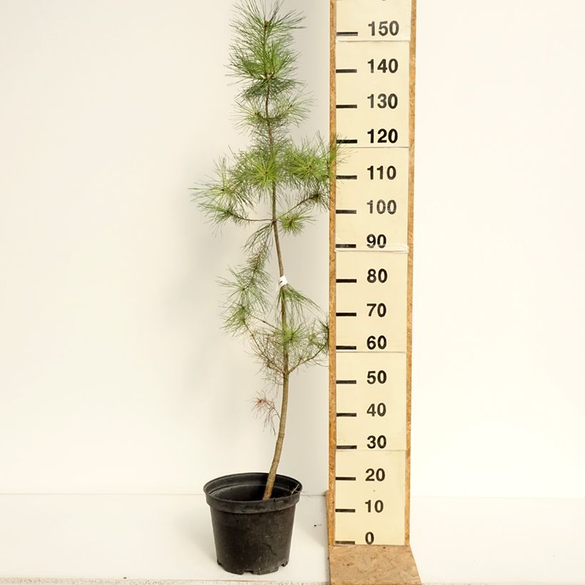 Exemplaar van Pinus insignis - Montereyden Pot van 7,5 l/10 l zoals geleverd in de zomer