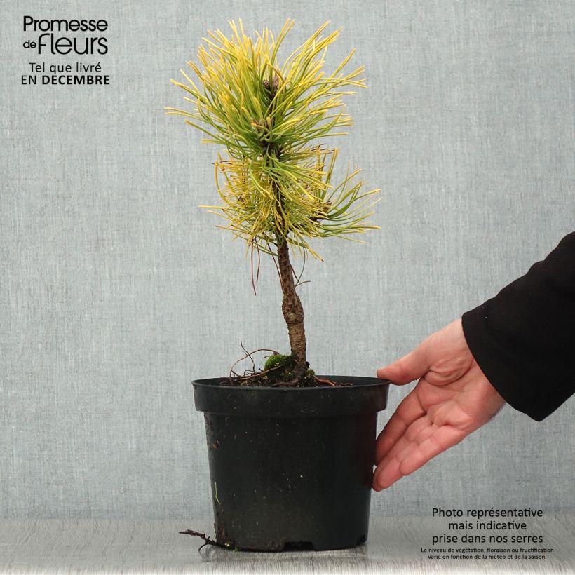 Exemplaar van Pinus mugo Golden Glow - Bergden Pot van 3 l/4 l zoals geleverd in de herfst