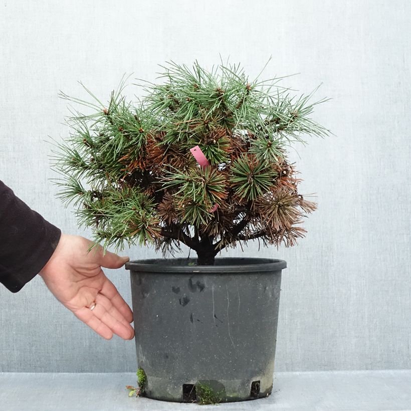 Exemplaar van Pinus mugo Humpy - Bergden Pot van 7,5 l/10 l zoals geleverd in de herfst