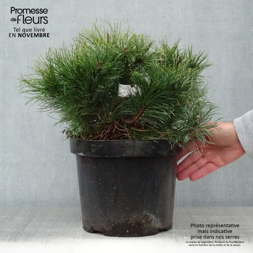 Exemplaar van Pinus mugo pumilio - Dwergbergden Pot van 7,5 l/10 l zoals geleverd in de herfst