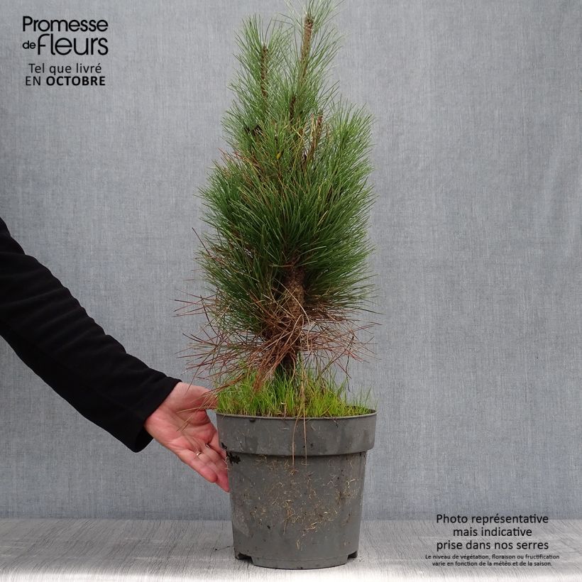 Exemplaar van Pinus nigra Green Tower - Zwarte den Pot van 7,5 l/10 l zoals geleverd in de herfst
